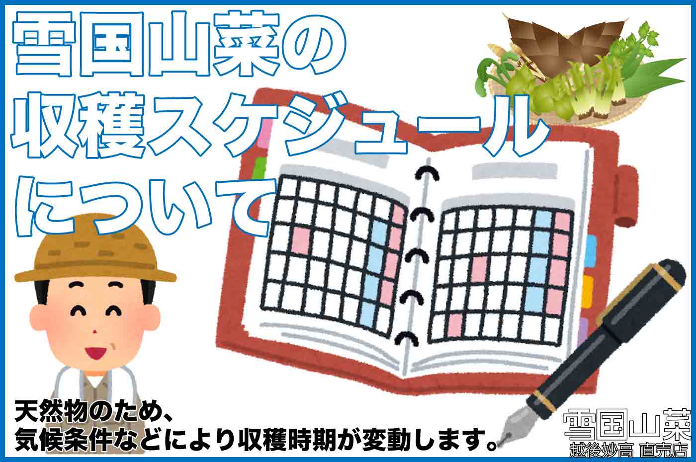 雪国山菜収穫スケジュールについて